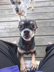 Reunited Male Dog last seen Highway 60, Aurora, MO 65605