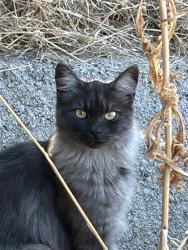 Found/Stray Unknown Cat last seen Columbia, Riverside, CA 92501