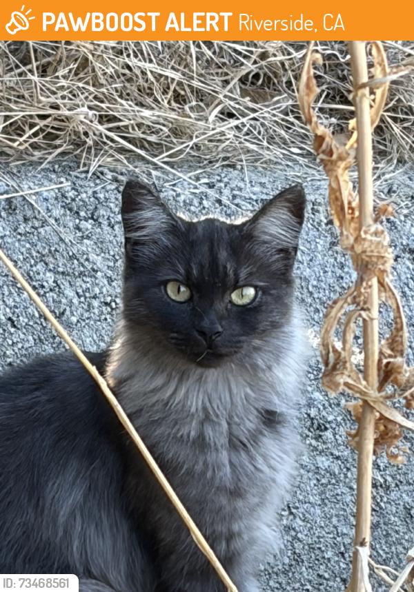 Found/Stray Unknown Cat last seen Columbia, Riverside, CA 92501