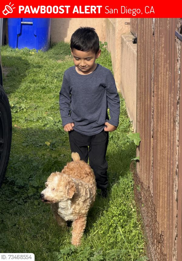 Lost Female Dog last seen Freese elementary, San Diego, CA 92114