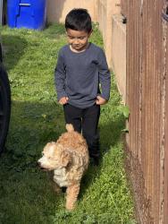 Lost Female Dog last seen Freese elementary, San Diego, CA 92114