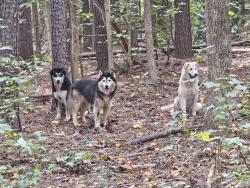 Reunited Unknown Dog last seen Salem Lake Marina, Winston-Salem, NC 27107