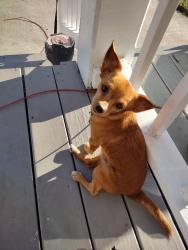 Lost Male Dog last seen South St. & Dunlop St., Petersburg, VA 23803