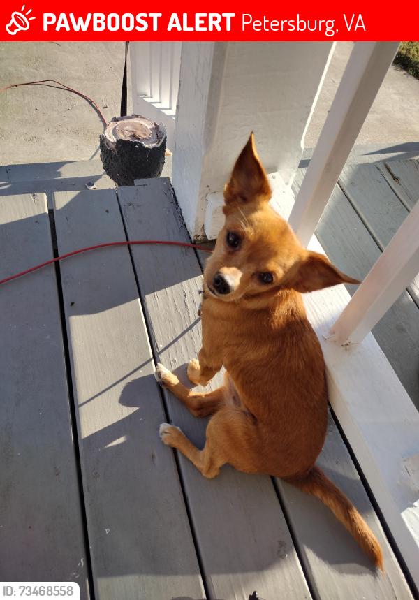 Lost Male Dog last seen South St. & Dunlop St., Petersburg, VA 23803