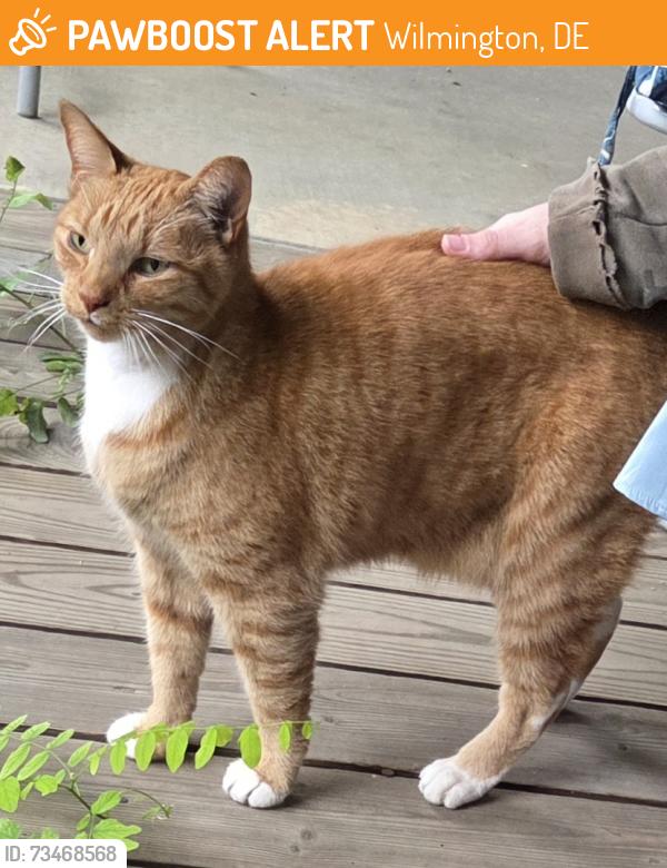 Found/Stray Male Cat last seen River Road & Prospect Dr, Wilmington, DE 19809
