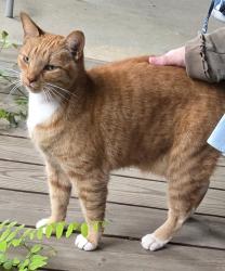 Found/Stray Male Cat last seen River Road & Prospect Dr, Wilmington, DE 19809