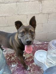 Found/Stray Male Dog last seen Chester ave, Inglewood, CA 90302