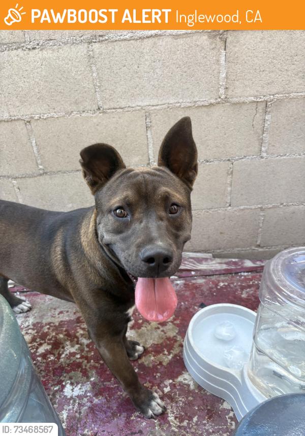 Found/Stray Male Dog last seen Chester ave, Inglewood, CA 90302