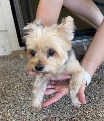 Reunited Unknown Dog last seen Found on Stillhouse Hollow Dr Prosper, TX in Lakes of La Cima while walking my dog around 11am, Prosper, TX 75078