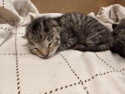 Shelter Stray Female Cat last seen Near Coers Blvd, Zone 2, TX, 8755 Farm to Market 1516, Converse, TX 78109, USA