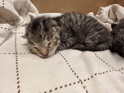 Shelter Stray Female Cat last seen Near Coers Blvd, Zone 2, TX, 8755 Farm to Market 1516, Converse, TX 78109, USA