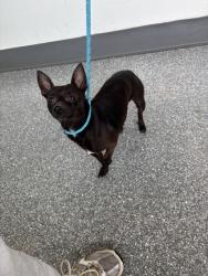 Shelter Stray Male Dog last seen E 18th Street & Fruitvale, Oakland, CA, 1101 29th Ave, Oakland, CA 94601, USA