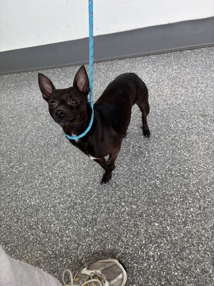 Shelter Stray Male Dog last seen E 18th Street & Fruitvale, Oakland, CA, 1101 29th Ave, Oakland, CA 94601, USA