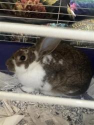 Shelter Stray Unknown Rabbit last seen Near LANCE LN, ROUND ROCK, 78664, City of Round Rock, TX, 1855 SE Inner Loop, Georgetown, TX 78626, USA