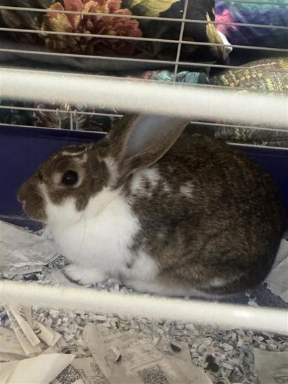 Shelter Stray Unknown Rabbit last seen Near LANCE LN, ROUND ROCK, 78664, City of Round Rock, TX, 1855 SE Inner Loop, Georgetown, TX 78626, USA