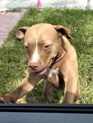Found/Stray Unknown Dog last seen roaming Greater Woodlawn neighborhood, 14th street and 28th ave n, St. Petersburg, FL 33704