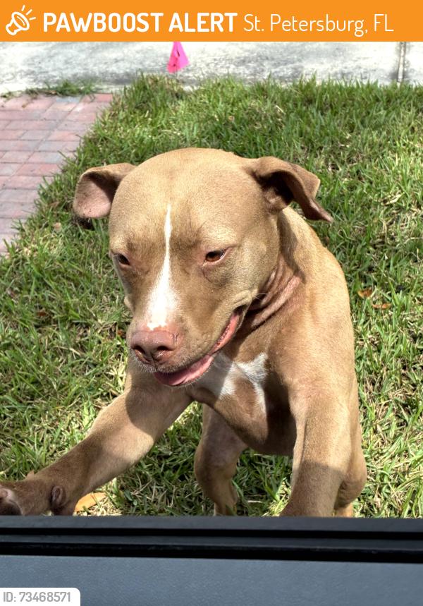Found/Stray Unknown Dog last seen roaming Greater Woodlawn neighborhood, 14th street and 28th ave n, St. Petersburg, FL 33704