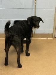 Shelter Stray Male Dog last seen Near Flowers Rd, ATLANTA, GA, 30360, 30360, GA, 3280 Chamblee Dunwoody Rd, Chamblee, GA 30341, USA