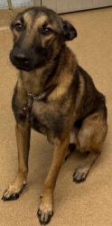 Shelter Stray Male Dog last seen Near Stephenson Road Lithonia, 30058, 30058, GA, 3280 Chamblee Dunwoody Rd, Chamblee, GA 30341, USA