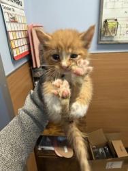 Shelter Stray Male Cat last seen Stephenson Rd, 30087, GA, 3280 Chamblee Dunwoody Rd, Chamblee, GA 30341, USA
