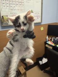 Shelter Stray Male Cat last seen Stephenson Rd, 30087, GA, 3280 Chamblee Dunwoody Rd, Chamblee, GA 30341, USA