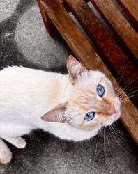 Found/Stray Unknown Cat last seen 23rd Avenue, San Francisco, CA 94121