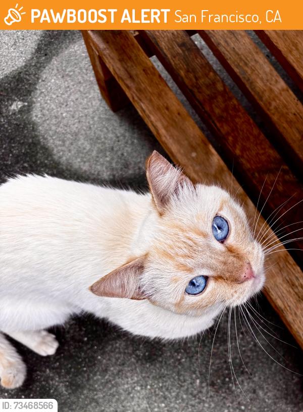 Found/Stray Unknown Cat last seen 23rd Avenue, San Francisco, CA 94121