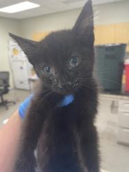 Shelter Stray Female Cat last seen Pleasant Street Walbridge, Wood County, OH, 827 Illinois Ave, Maumee, OH 43537, USA