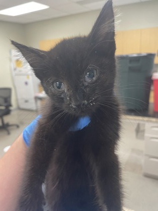 Shelter Stray Female Cat last seen Pleasant Street Walbridge, Wood County, OH, 827 Illinois Ave, Maumee, OH 43537, USA