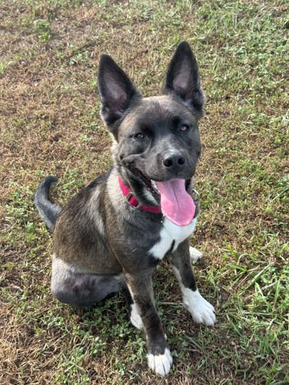 Shelter Stray Male Dog last seen SONNET TER, Dunnellon, FL, 4030 S Airport Rd, Inverness, FL 34450, USA