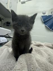 Shelter Stray Female Cat last seen Roxbury Park, Seattle, WA, 2061 15th Ave W, Seattle, WA 98119, USA