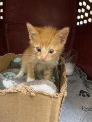 Shelter Stray Male Cat last seen 127th avenue in Fellsmere, Fellsmere, FL, 6230 77th St, Vero Beach, FL 32967, USA