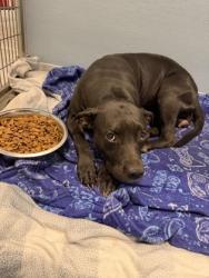 Shelter Stray Female Dog last seen S Golden State Frontage Rd & E Cartwright Ave, Fresno Zone Fresno CO 3 93725, CA, 1510 W Dan Ronquillo Dr, Fresno, CA 93706, USA