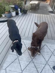Reunited Unknown Dog last seen Cedar/gibbs, Spokane County, WA 99224