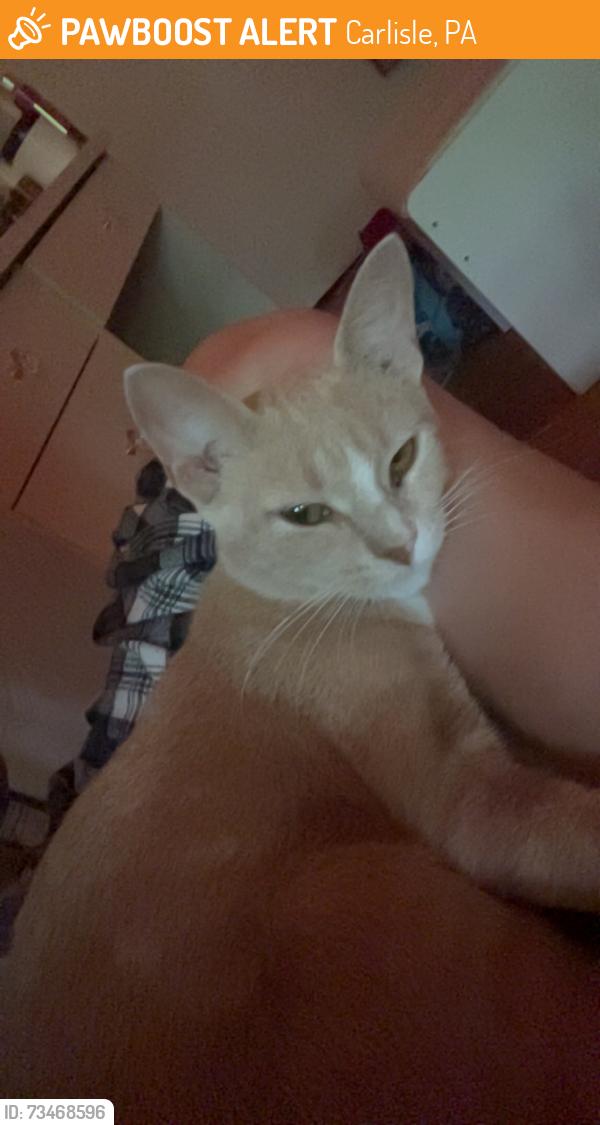 Found/Stray Female Cat last seen Near highland ct, Carlisle, PA 17013