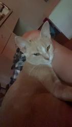 Found/Stray Female Cat last seen Near highland ct, Carlisle, PA 17013