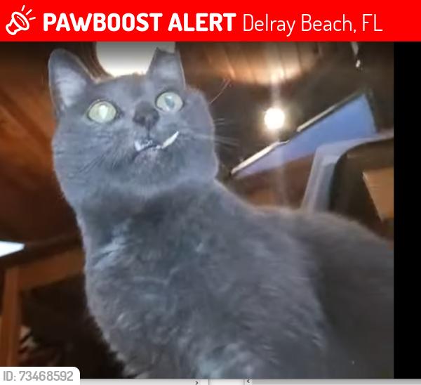 Lost Female Cat last seen NW 10th St & 43 Ave, Delray Beach, FL 33445
