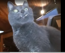Lost Female Cat last seen NW 10th St & 43 Ave, Delray Beach, FL 33445