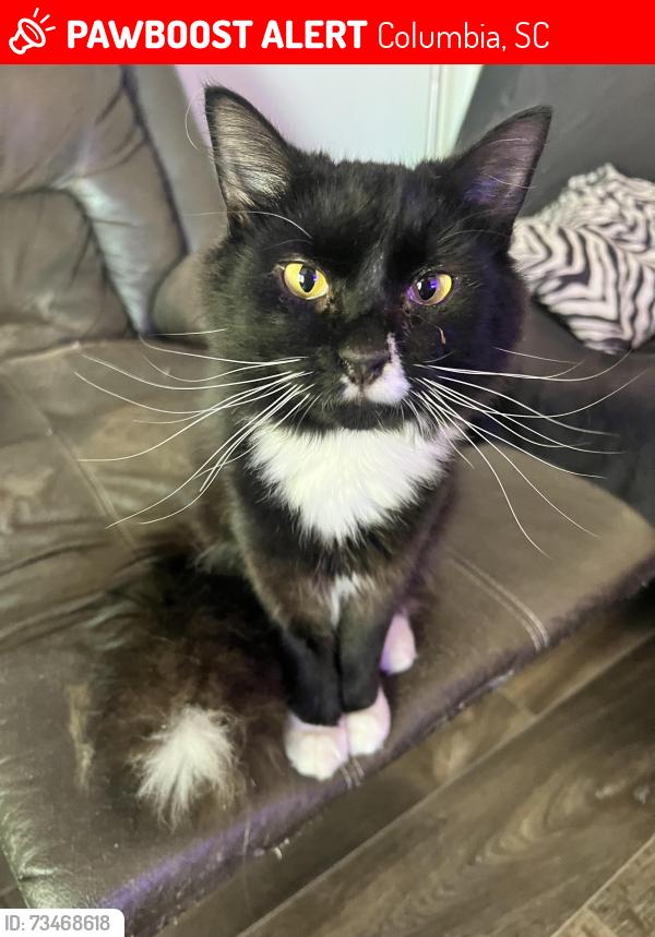 Lost Male Cat last seen Columbia college, Columbia, SC 29203