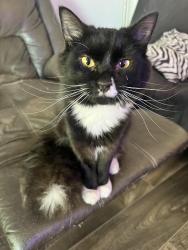 Lost Male Cat last seen Columbia college, Columbia, SC 29203