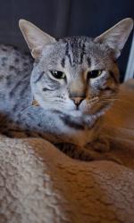 Lost Male Cat last seen rainbow blvd, gowan, alexander, Las Vegas, NV 89108