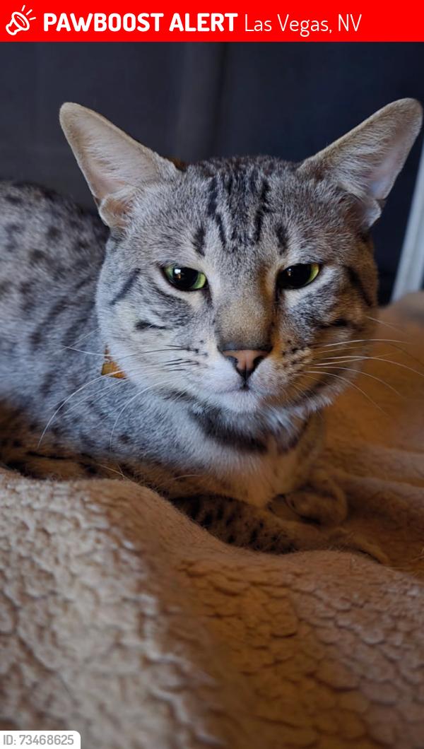 Lost Male Cat last seen rainbow blvd, gowan, alexander, Las Vegas, NV 89108
