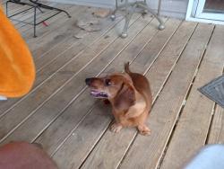 Reunited Male Dog last seen Near Circle Dr, Clarksville, TN 37043, USA, Clarksville, TN 37043