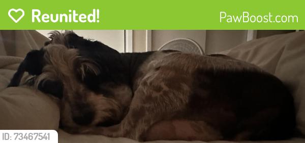 Reunited Male Dog last seen Seminole Boulevard and 54th St., North, St. Petersburg, FL 33708