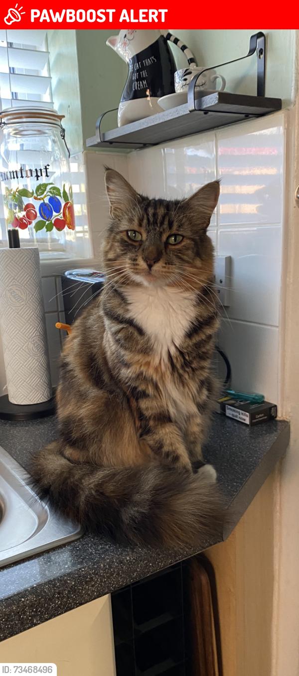 Lost Female Cat last seen Almond Road as far as Willow Avenue, Peterborough, England PE1 4LT
