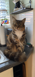 Lost Female Cat last seen Almond Road as far as Willow Avenue, Peterborough, England PE1 4LT