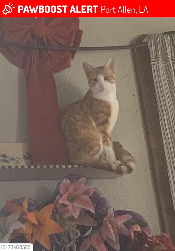 Lost Male Cat last seen hses around hall davis & sons funeral service, Port Allen, LA 70767