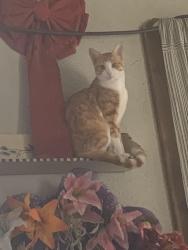 Lost Male Cat last seen hses around hall davis & sons funeral service, Port Allen, LA 70767