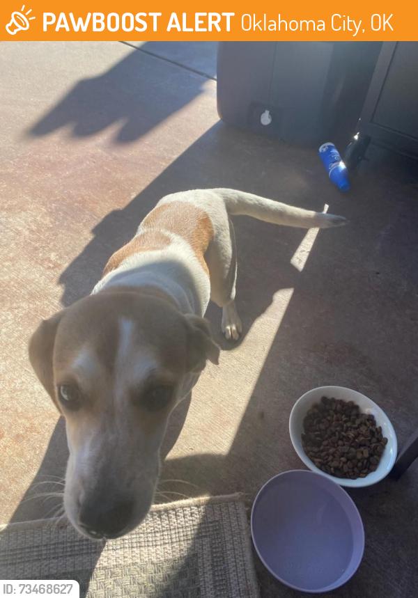 Found/Stray Unknown Dog last seen On Front of OnCue on SW 119th and Portland, Oklahoma City, OK 73170