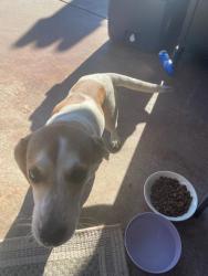 Found/Stray Unknown Dog last seen On Front of OnCue on SW 119th and Portland, Oklahoma City, OK 73170
